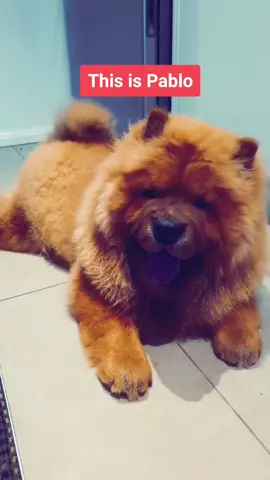 Rate my Floofster 1 - 10 🤗🤗🤗