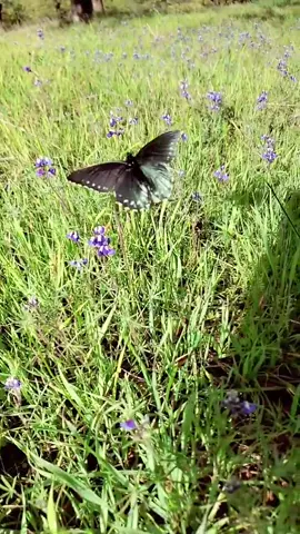 🦋 2 Corinthians 5:17 🦋 #naturelove #butterfly #myaesthetic #soothing #oddlysatisfying #happyathome #canwekissforever #christiangirl #bibleverse