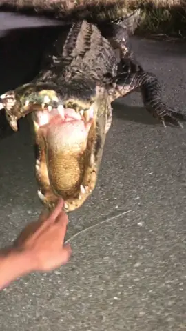 How does this not go viral😂 #foryou#fyp#alligator ￼