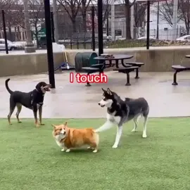 Sexual harassment in dog park should be banned! #foryourpage #corgi #tiktokcorgi #dogsoftiktok #husky #fyp