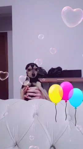 Okk our first tiktok 😘 #doglover #dogdancechallenge #mydog #lovely_dance #firsttiktok #firstime