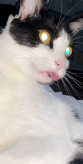 my cat is broken. #foryou #fyp #ButterGlossPop #thedrop #theworst