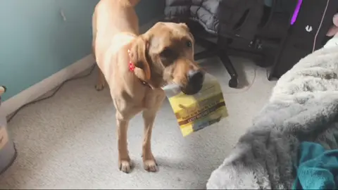 Jake ￼demonstrating some of his tasks and alerts he dose for me! ❤️❤️ #servicedog #dog #medicalalert #foryou #fyp #tasks