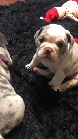 Wait for the last one 😂 #fyp #foryoupage #tiktokpets #puppies #cutepups