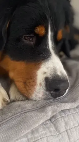#bernesemountaindog #bernese #dogsoftiktok