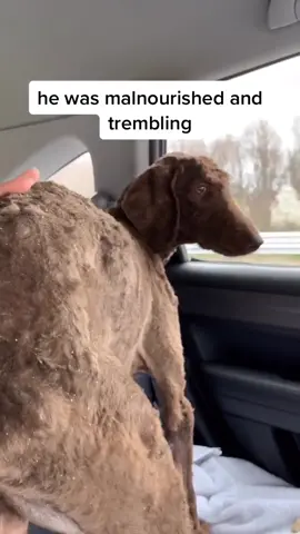 blow this up for my baby 🥰 #ButterGlossPop #tiktokreviews #boredathome #MySkinandME #fyp #dog