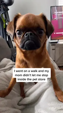 Why wouldn’t she let me in the pet store 😭 #fyp #brusselsgriffon