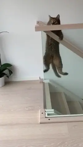 That’s one way to get down the stairs (via Jessica V) #happyathome #cat #kitty #pet #animals #stairs #slide