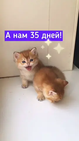 Семь котят 😸 #милыекотята #люблюкотят #versocat #британскаяшиншилла