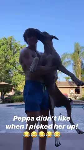 Here’s another home workout for you! She’s roughly 100 pounds!￼￼😂💪 #greatdane #thefitthomas