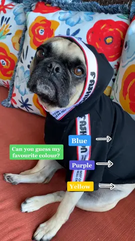 #happyathome #puppycheck #boredathome #dogsoftiktok #animalsoftiktok #pug