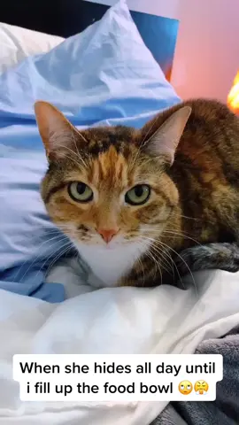 funny how that works huh #fyp #catsoftiktok