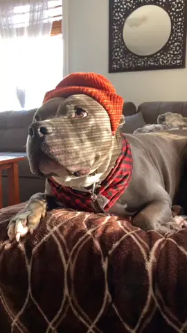 Bored in the house 🙃🦴      #cute #boredathome #boredinthehouse #fun #funny #MoodBoost #happyathome #puppycheck #dogcheck #cutecheck #beanie #dog