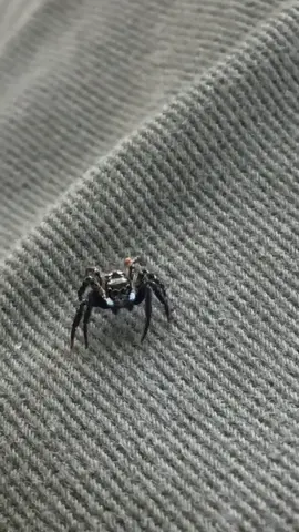 #foryou #foryourpage #spider #fighting #fighter