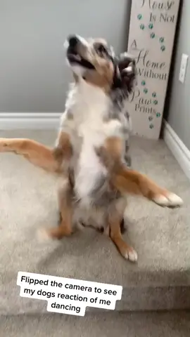 she hit those drums on beat tho #supalonely #dogsoftiktok #tiktokdog #dancingdog #puppy
