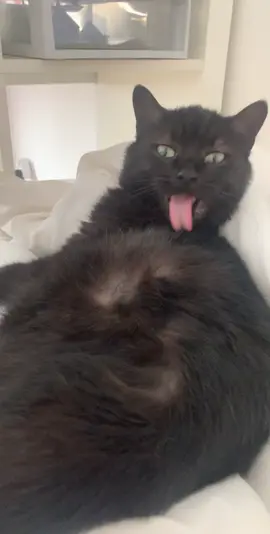 tiktok avait raison #cat #petlover #fyp #catsoftiktok #foryou #animals