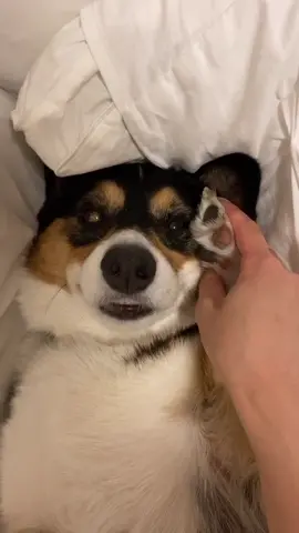Anyone there??? #phonecall #corgis #puppy #dogsoftiktok