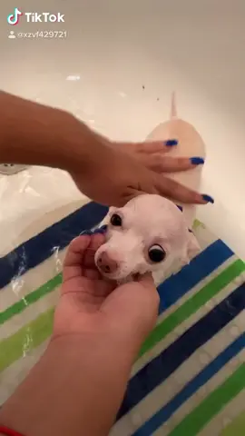 #draco_ps #chihuahuas #doglover #cutedog #bath #tiktokdogs #smalldogs #tiktokdogs #nomequierobañar