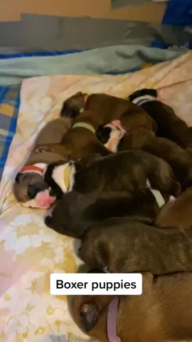 Boxer Madness on Facebook @boxers4ever #boxers #puppies #newborn #dogs #fyp #foryoupage