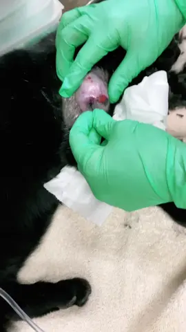 Popping an abscess #vettech #Tech #vet #gross #nasty #ew #whoah #oddlysatisfying