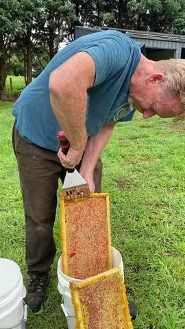 How it is. #southernhighlands #musclehoney #rawhoney #satisfying #honey #beekeeping #australia #nsw #healthy #natural #nature #immuneboost