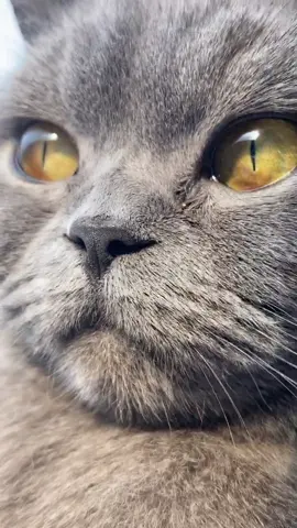 her eyes tho #happyathome #fy #fyp #xyzbca #foryou #foryoupage #viral #cat #cats #tiktokcats #catsoftiktok #catlover