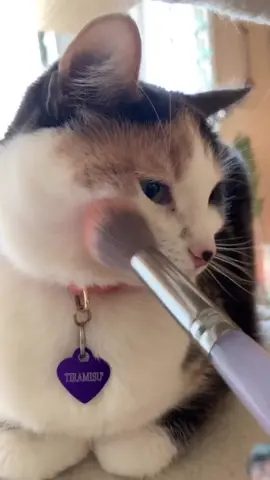 Quarantine DAY 15: I did my cat’s make up 🐱 #catsoftiktok #beauty #makeup #cats #kitten #pets #fyp