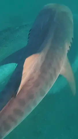 I was filming 50 + tiger sharks eating a whale carcass and one decided to bump my leg but with a closed mouth, I thought I my limp for a second