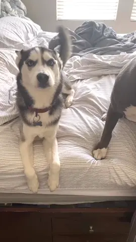 No dogs were harmed