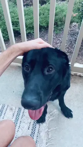 POP #viral #foryoupage #foryou #germanshepherd