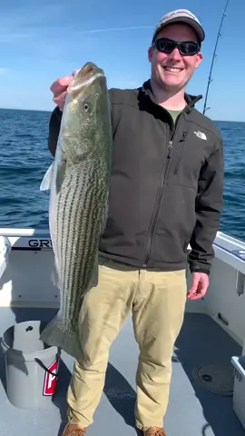 Striped bass!!! 🐟🐟🔥🔥 #massbayguides #stripedbass #bassfishing #bigfish #saltwaterfishing #fishing