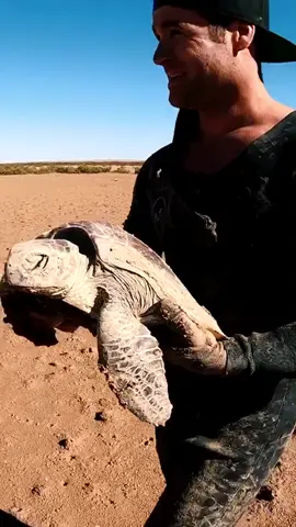 spring high tides only happen every 14 days, turtles get stuck after the high on the mud flats left helpless to die, lucky we could save this fella
