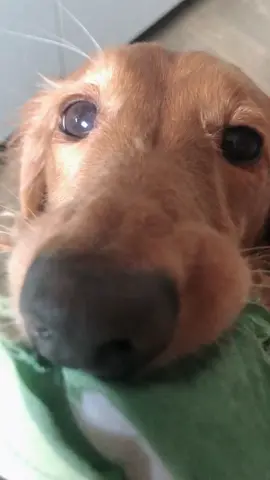 ゴールデンレトリバー　#あめくん #のつもり #ダックスフント #うちの犬