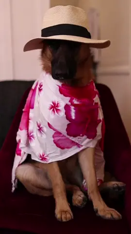 Pick my thrift style? #thrifted #tiktok #fypg #fyp #foryoupage #germanshepherd #PetsOfTikTok #petbff #dogs