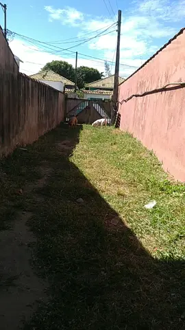 canil Spartacus FG Bull especializado na criação de PitMonster
