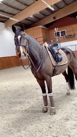 And I want ya 🦄💕 markiert jemanden der ein hübsches Pferd/Pony hat 🤩 #fy #foryou #equestrian