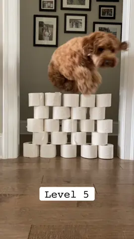 No toilet paper was harmed in the making of this video #toiletpaperchallenge #fyp #foryou #levelup #levelupchallenge #viralvideos