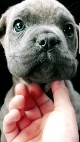 #Bulgaria#Canecorso #Sliven#Varna #boy #foryoupage