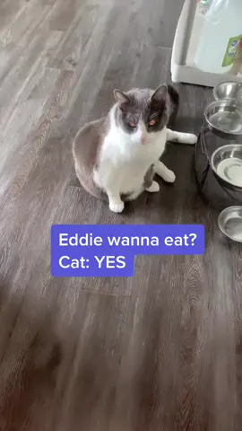 Let’s Eat #cat #catsoftiktok #tiktokcats #pets #petlover #xyzbca #audiochallenge #over30 #catmom #viral #reallifeathome #funnycat #fatcat #hungrycat