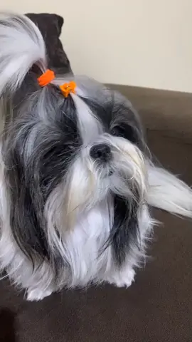 Mãe eu vi uma balata 🐶