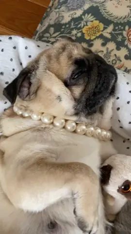 25 days old.........WOOF!!🧸🧸🧸 #PetsOfTikTok #dogsoftiktok #foryoupage #foryou #fyp #pugdashians