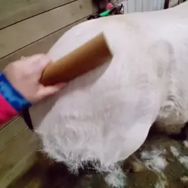 And just like that, shedding season is in full throttle #satisfying #shedding #sleekez #pony #horse #babyhorse