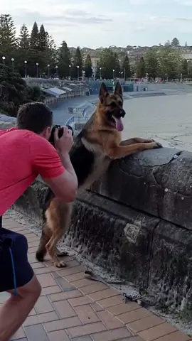 Who loves dogs? #germanshepherd #dogs #dog #puppy #forypupage