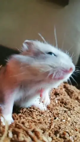 Hamsters Bored in The House