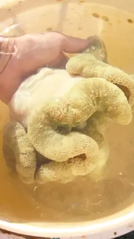people scrape live healthy coral of reefs put them in buckets and sell them for aquariums (mostly illegally) I found this live coral and re planted it