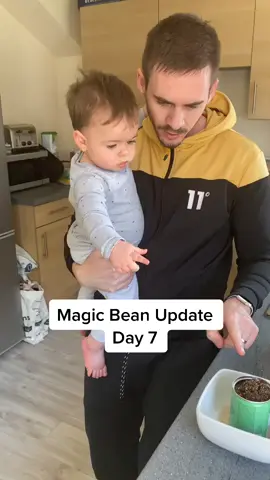 Growing our magic bean day 7 🌳 IG: Fit4evercouple24 #magicbean