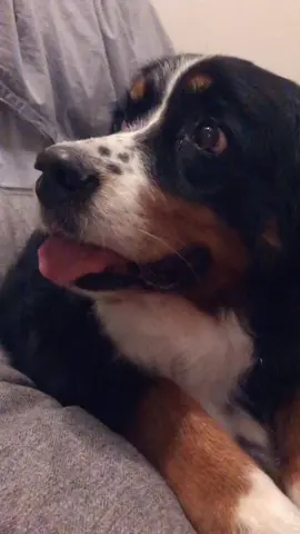 like if u think i’m cute— Lady #thebernerbunch #fyp #xyzbca #fypg #foryoupage #tiktokdogs #dogs #dogsoftiktok #fy #like