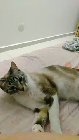 #cats #catsoftiktok #CATSmoves #catlove