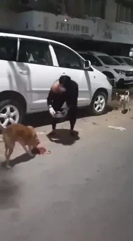 தெரு நாய்களுக்கு உணவு அளிக்கும் நமீதா#namita #feeddogs #humanity