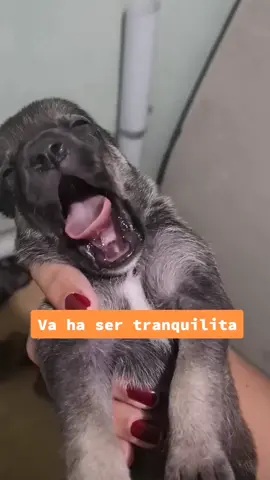 Casi dos años de felicidad ✨ #adorabledog #dogsoftiktok #tiktokpets #dogs #dogmom #perrostiktok